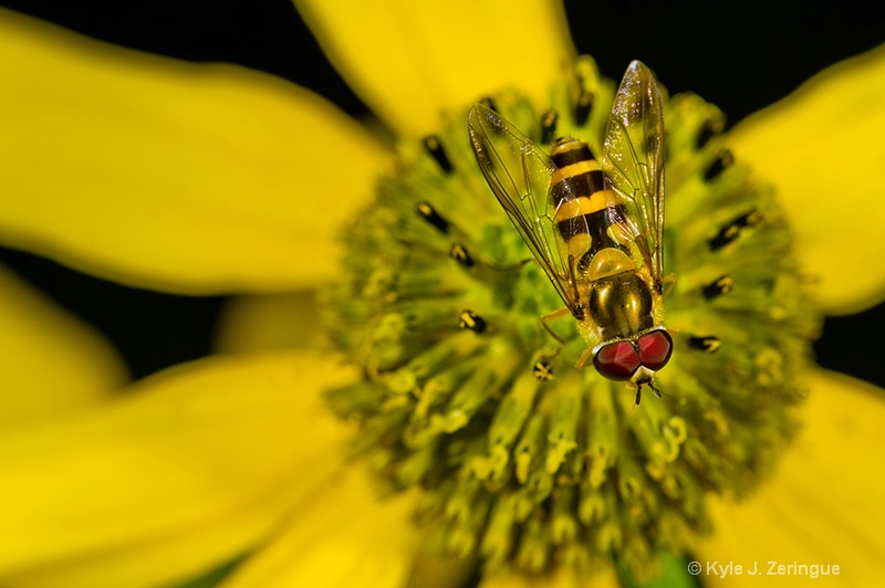 Hover Fly on Coneflower