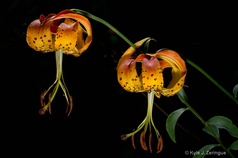 Turk's Cap Lilies