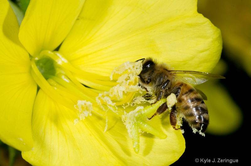 Bee on Evening Primrose