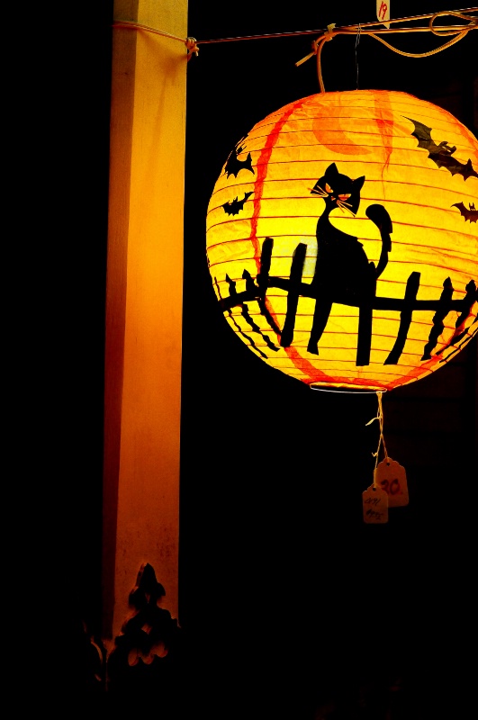 Cat Lantern