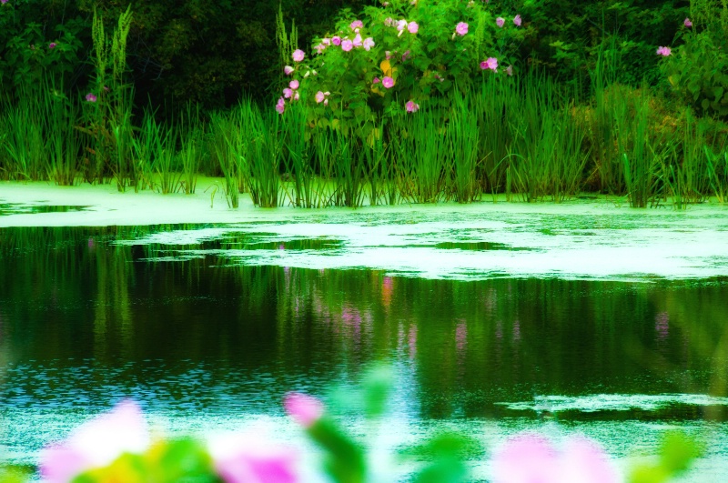 Pond Peace