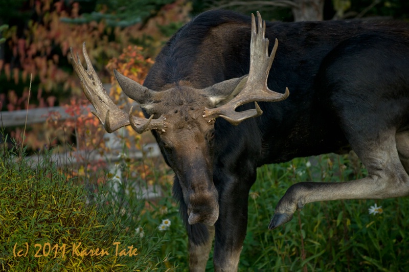 Raspberries to me from a bull moose!