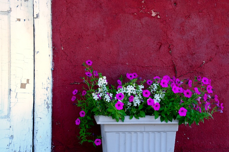 School House Blooms