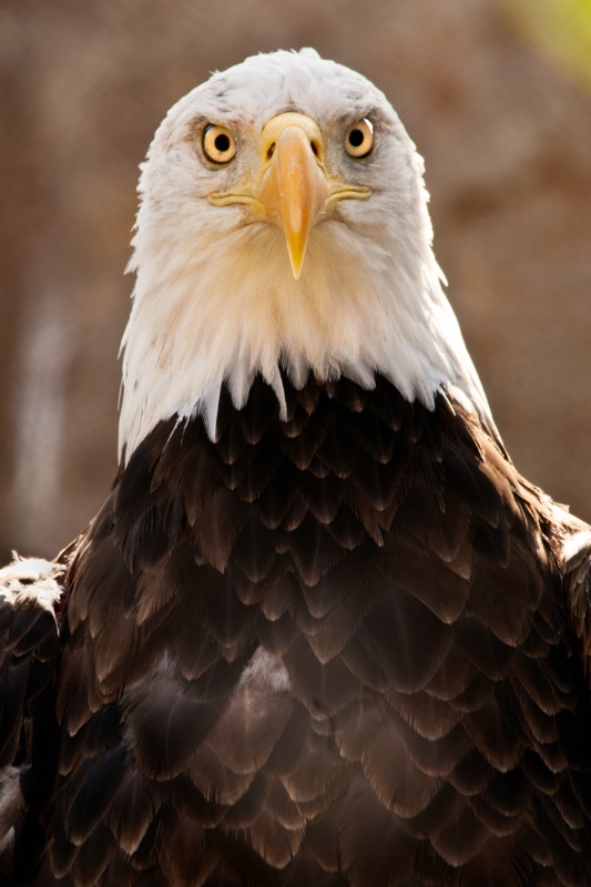Memphis Bald Eagle