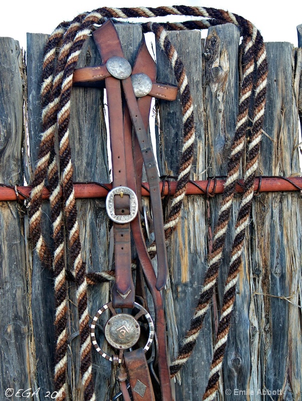 Horse Tack on a fence