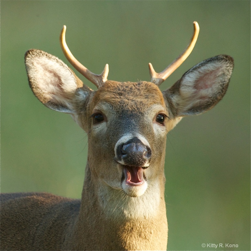 Hey - Are You Laughing At My Antlers?