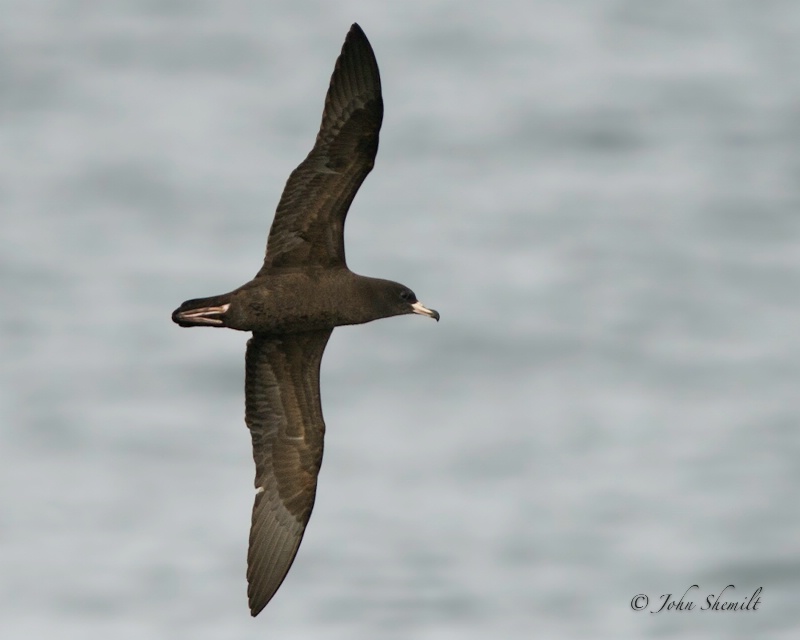 Flesh-footed Shearwater - Oct. 1st, 2011