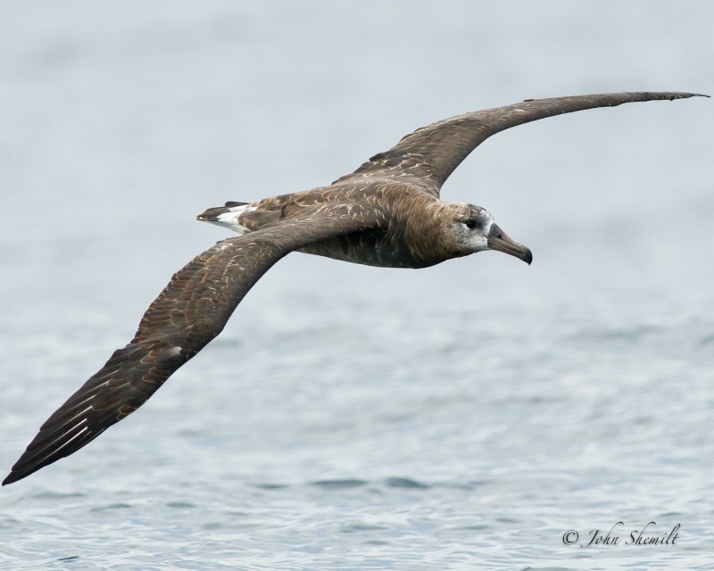 Black-footed Albatross, adult - Oct. 2nd, 2011