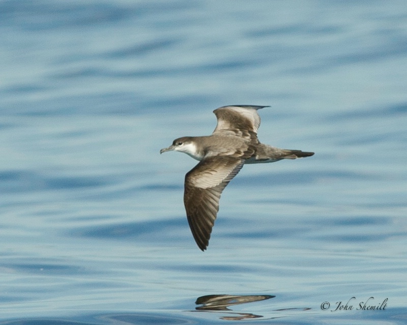 Buller's Shearwater - Oct 1st, 2011