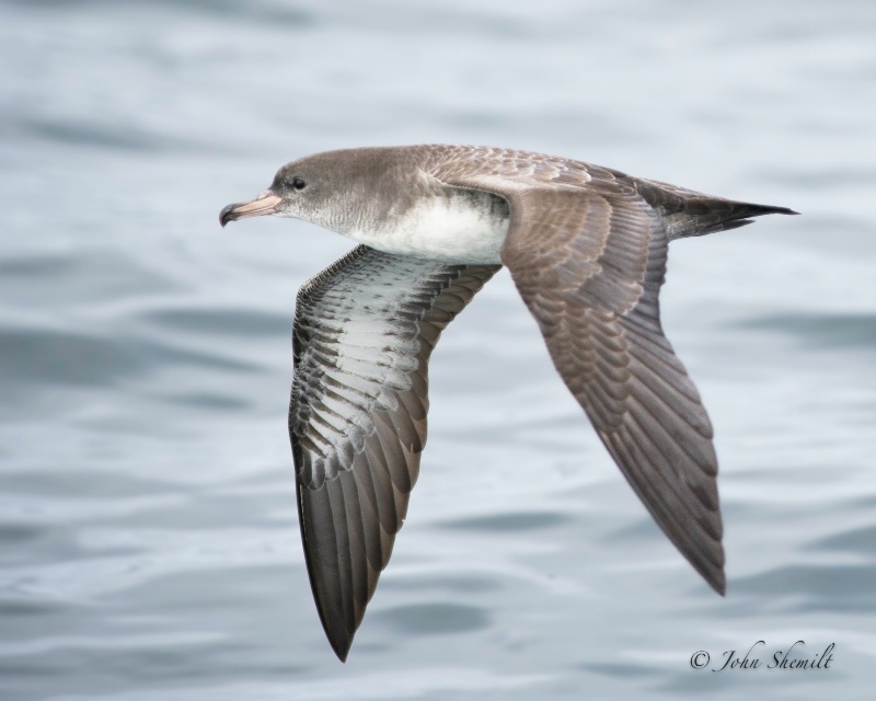 Pink-footed Shearwater - Oct 1st, 2011