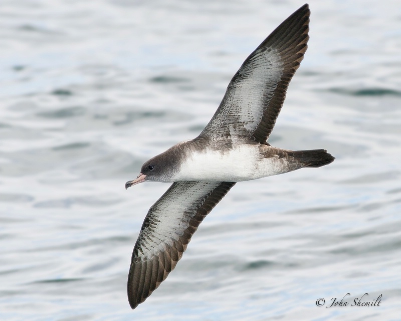 Pink-footed Shearwater - Oct 1st, 2011