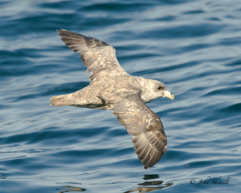 Northern Fulmar - Oct. 2nd, 2011