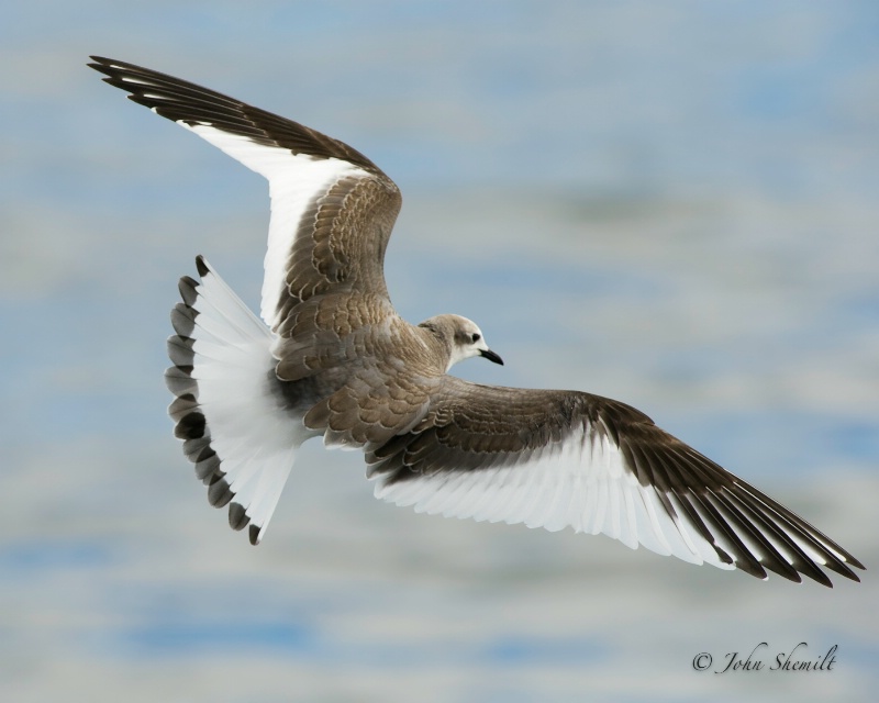 Sabine's Gull - Oct. 1st, 2011