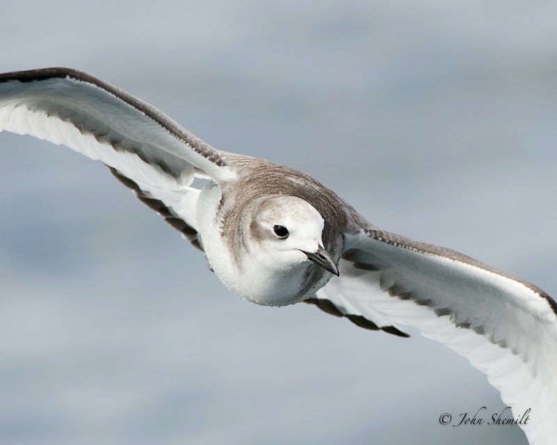 Sabine's Gull - Oct 1st, 2011