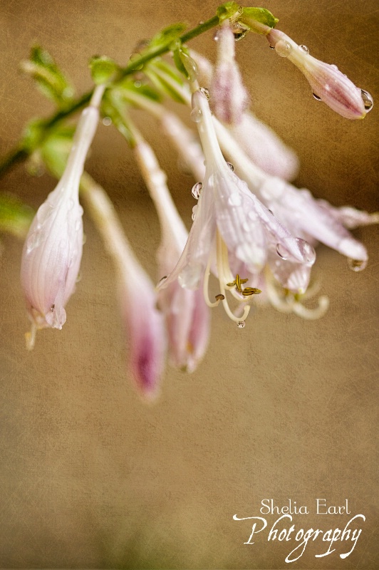 Dewdrops on Flower