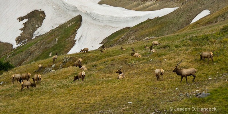 Elk Herd Along Old Fall River Road