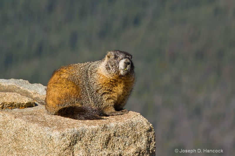 Marmot Sentinal at Medicine Bow Curve