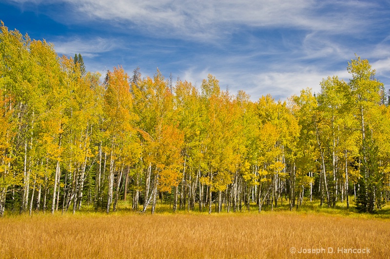 Aspens near the Grand Lake Gate