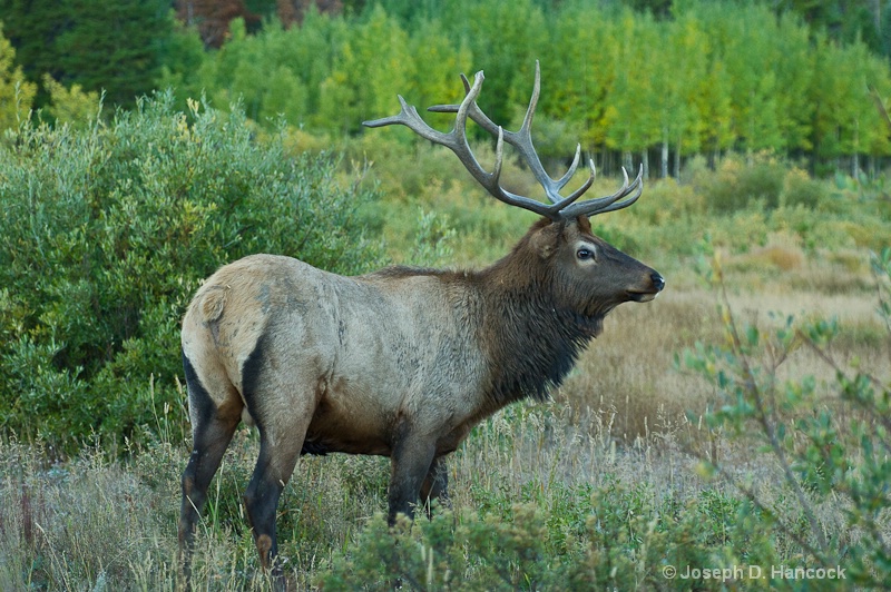 Bull Elk at Lily Lake