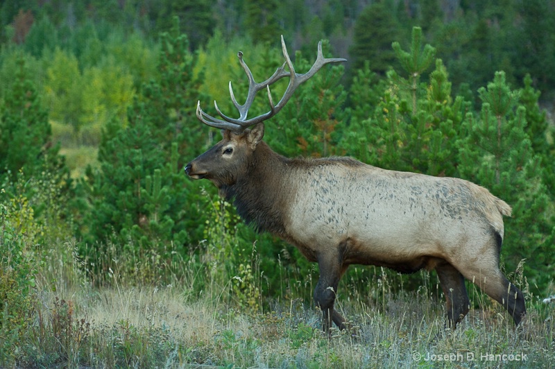 Bull Elk 2