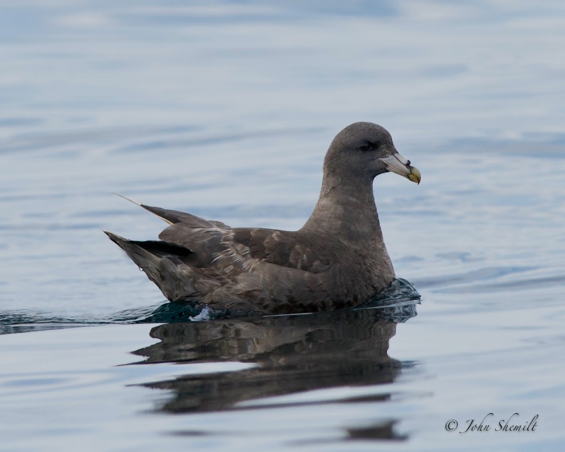 Northern Fulmar - Oct. 2nd, 2011