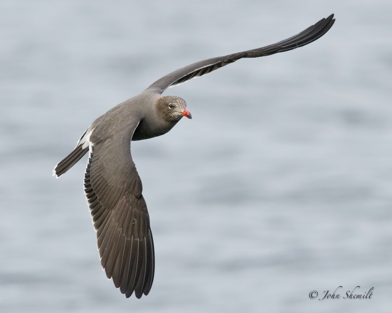 Heerman's Gull - Oct. 1st, 2011