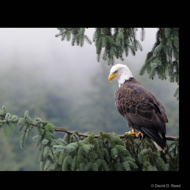 Master of the Mist