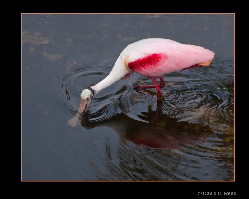 Roseate Spoonbill