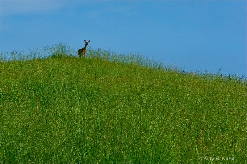 deer on the hill