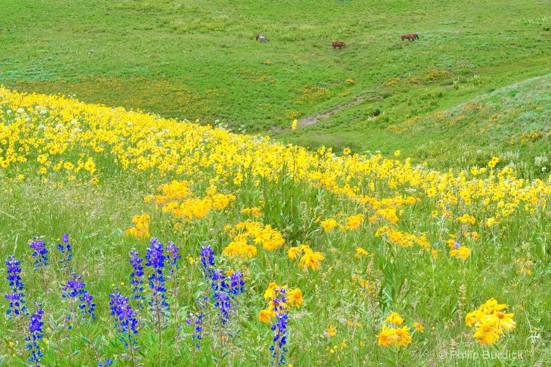 Serene  Meadow