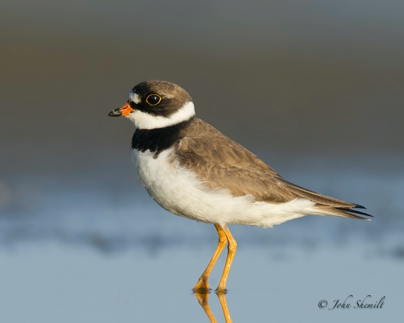Semipalmated Plover - Aug. 9th, 2011