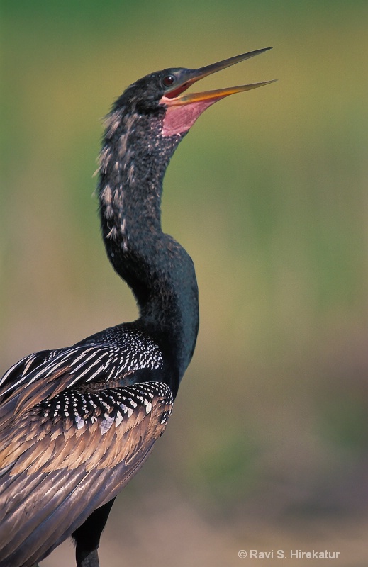 Anhinga