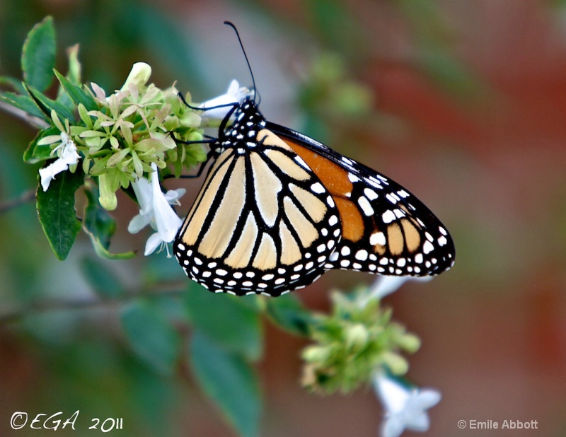 Del Rio's first Monarch