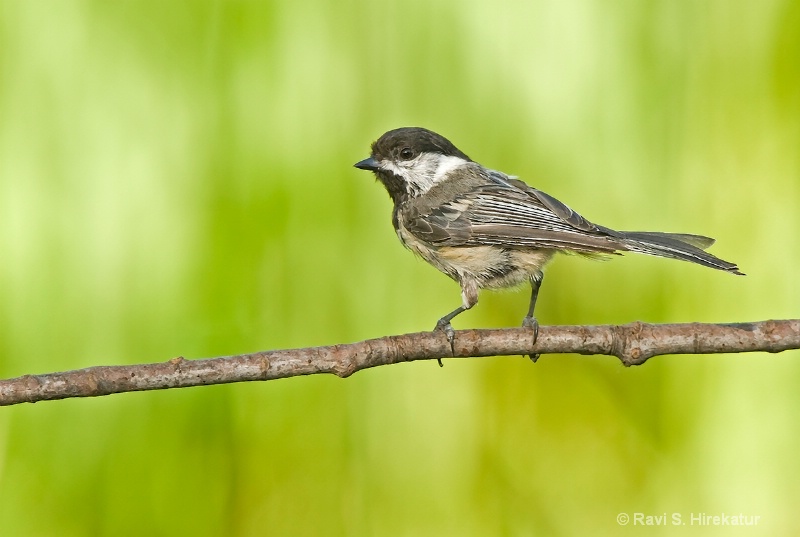 Black Capped Chickadee