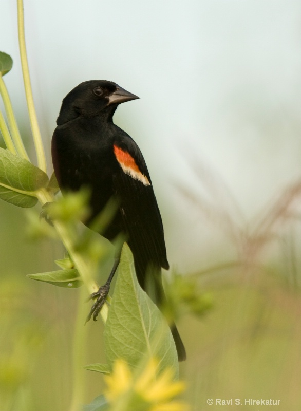 Red Winged Blackbird