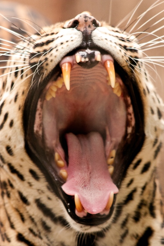 Memphis Leopard Roar