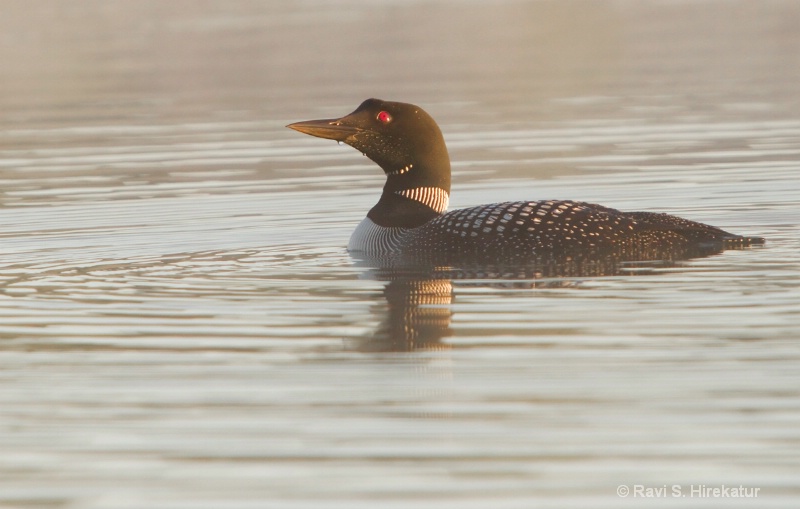 Common Loon