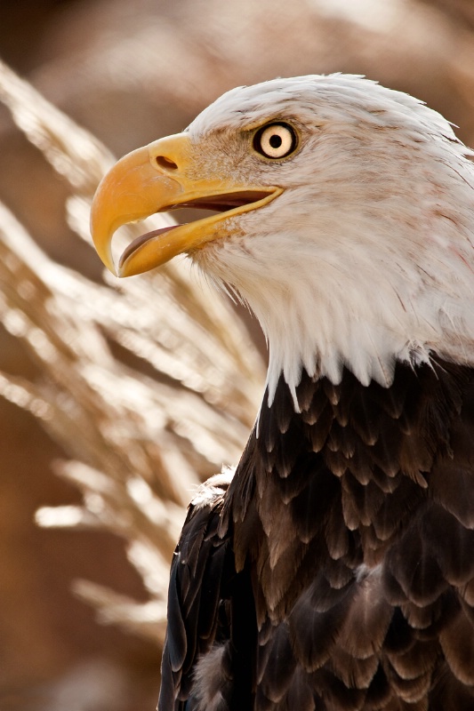 Eagle in Memphis