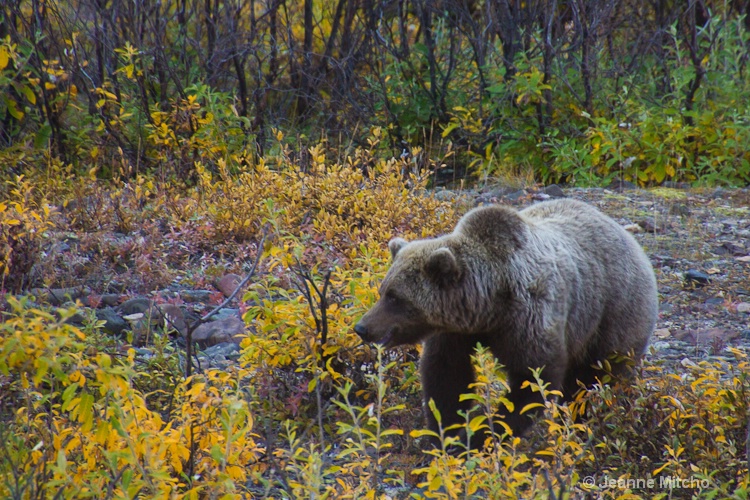 Denali National Park