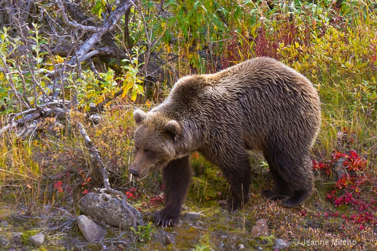 Denali National Park