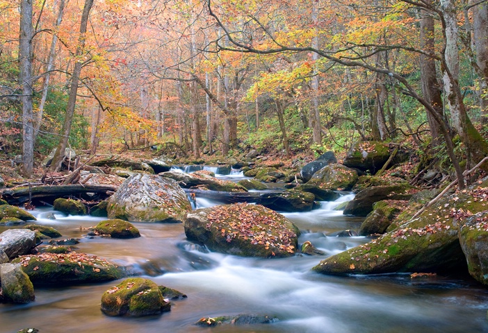 Smoky Mountain Stream (Tremont)