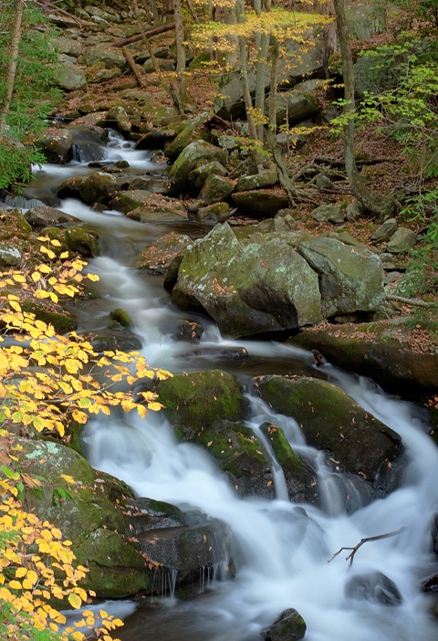 Smoky Mountain Stream (Tremont) 2