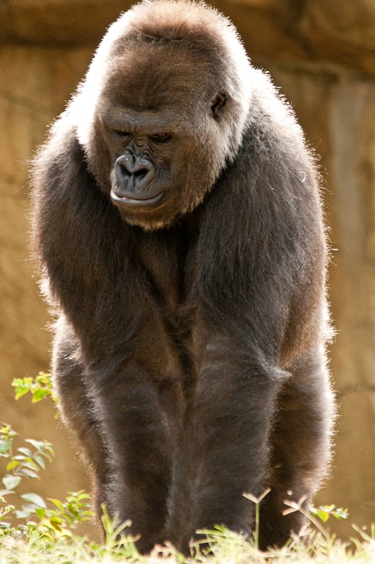 Gorilla in Memphis