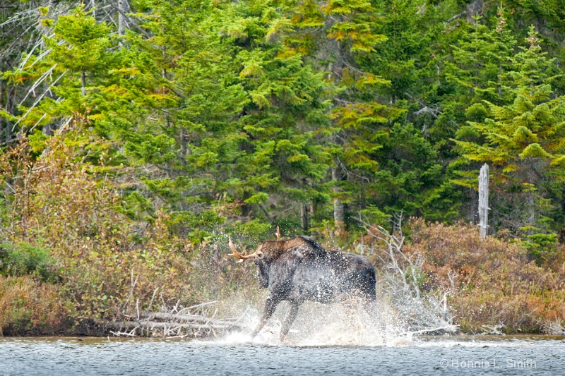 Moose Play