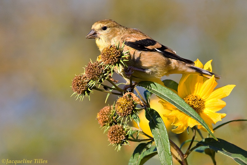 American Goldfinch in Fall Plumage