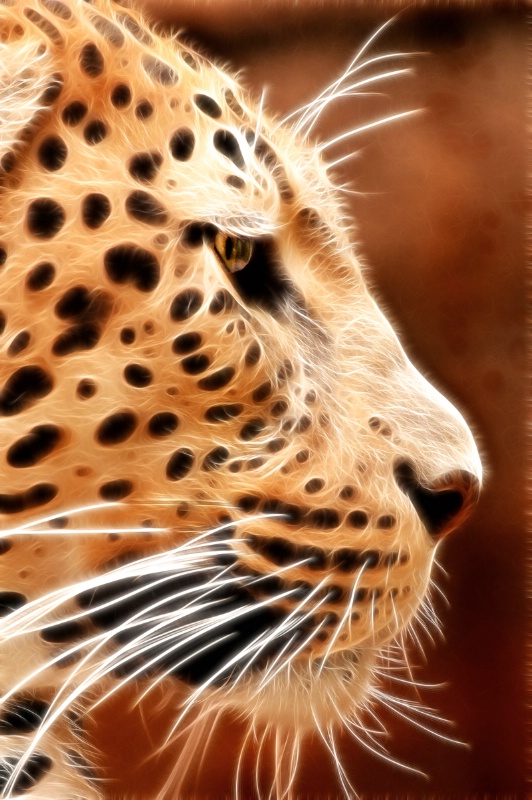 Memphis Leopard Profile--Fractalius