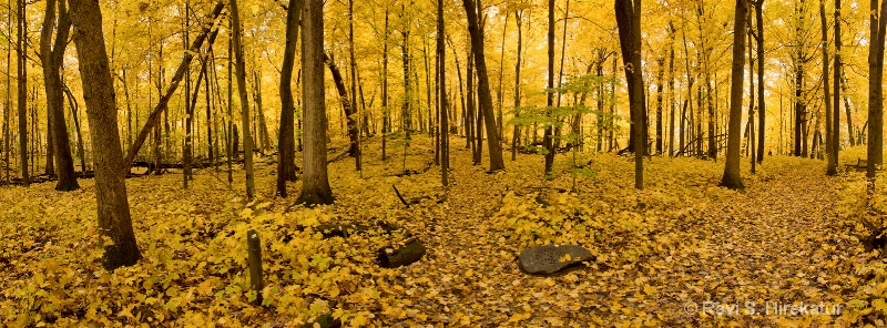 Yellow Heaven - Fall colors at Arboretum