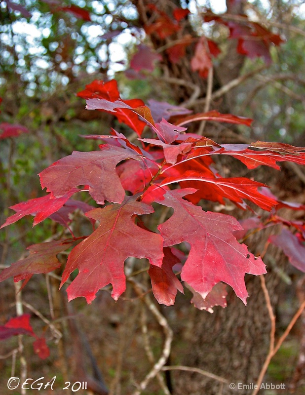 Dreaming of fall