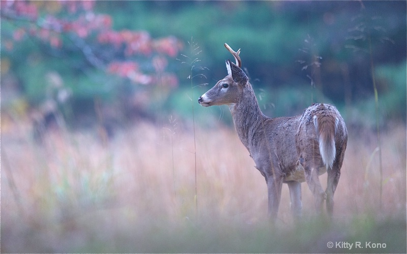 Deer in the Fall Grass