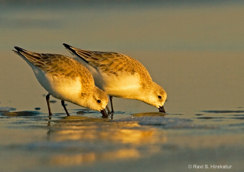 Sanderlings feeding